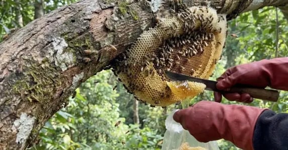 About Us Showcase how honey collected Burmese Honey 2